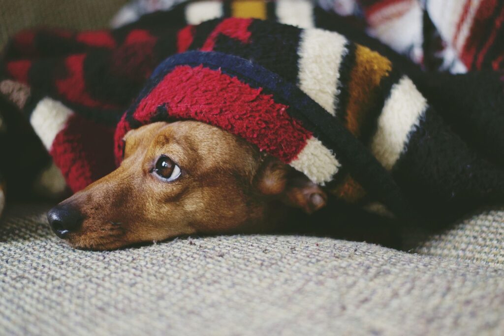 dog, animal, puppy, sleep, sleeping, laying down, pet, cozy, cute, adorable, weiner dog, dachshund