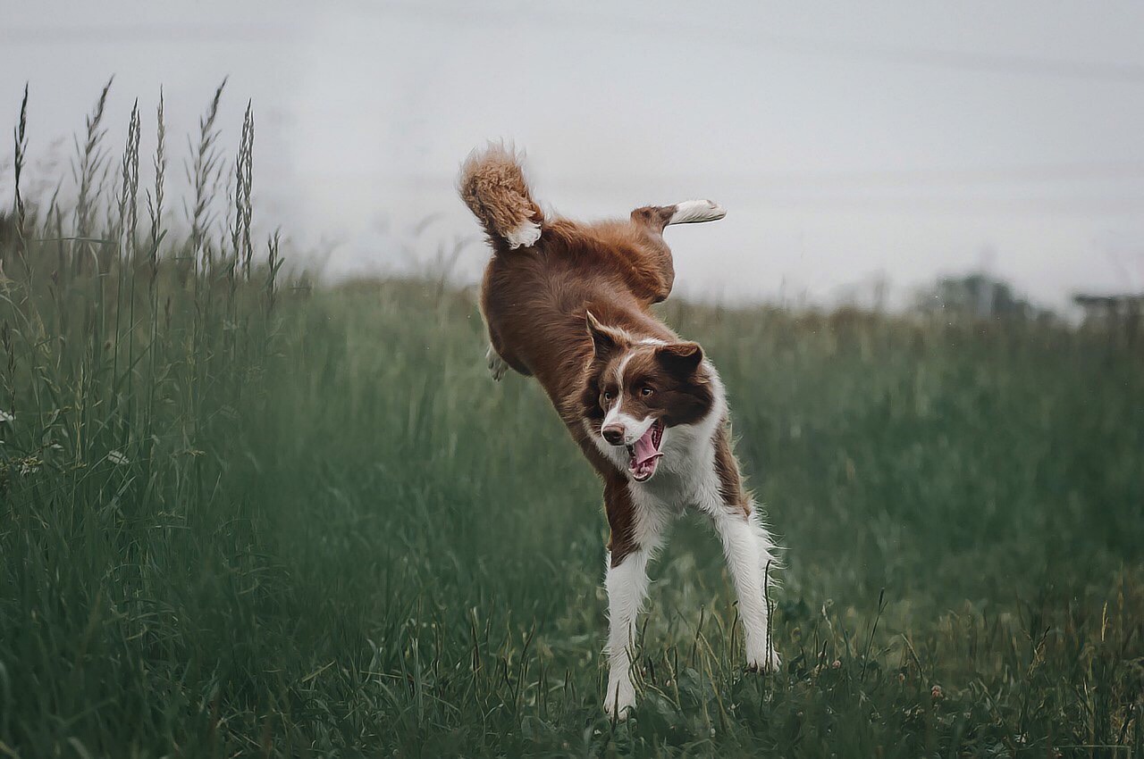 dog, border collie, breed, canine, pet, animal, mammal, jump, grass, nature, jumping, dog, dog, dog, dog, dog, border collie, border collie, border collie, jump